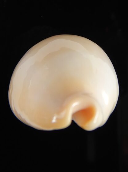 Erronea nymphae 34.78 mm Gem -51161