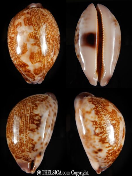 Leporicypraea mappa admirabilis 71,04 mm Gem-0