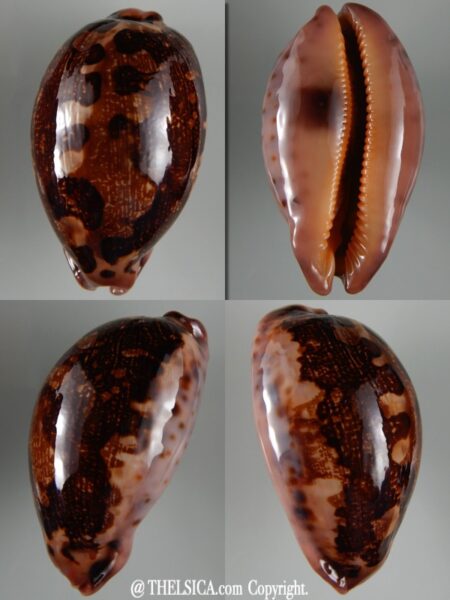 Leporicypraea mappa viridis montrouzieri N&R 66,45 mm Gem-0