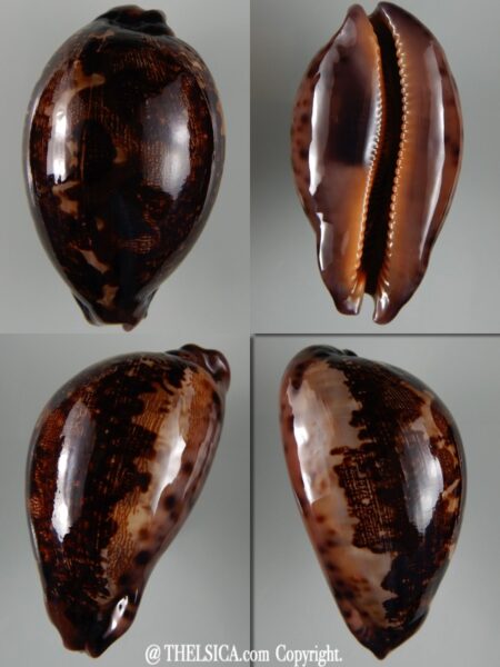Leporicypraea mappa viridis montrouzieri N&R 71,37 mm Gem -0
