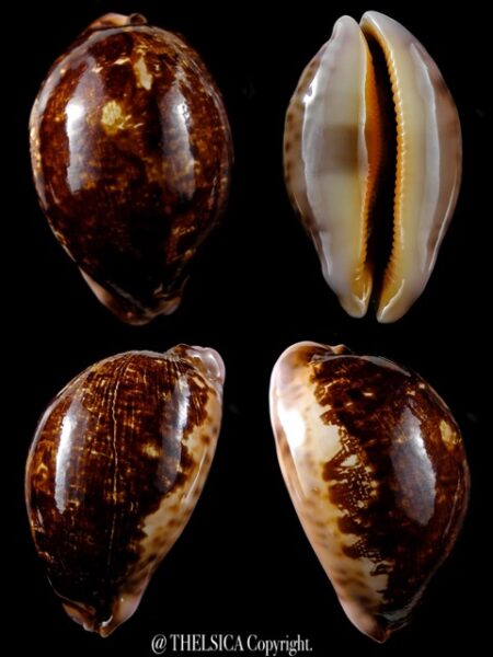 Leporicypraea mappa viridis montrouzieri N&R 73,4 mm Gem-0