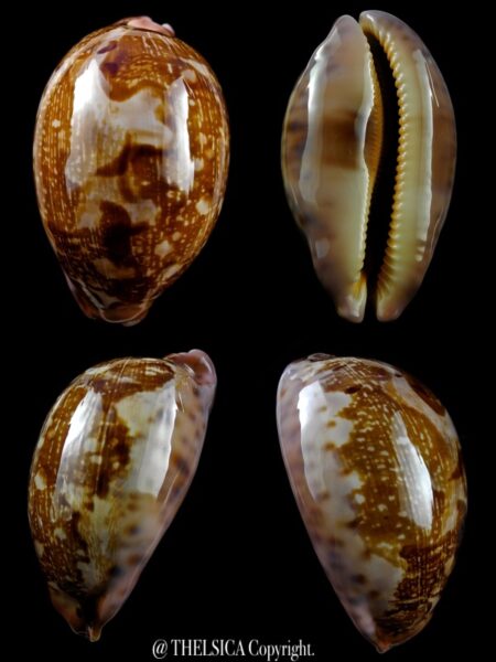 Leporicypraea mappa viridis montrouzieri N&R 74,6 mm Gem-0