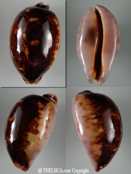 Leporicypraea mappa viridis montrouzieri N&R 76,72 mm F+++/Gem -0
