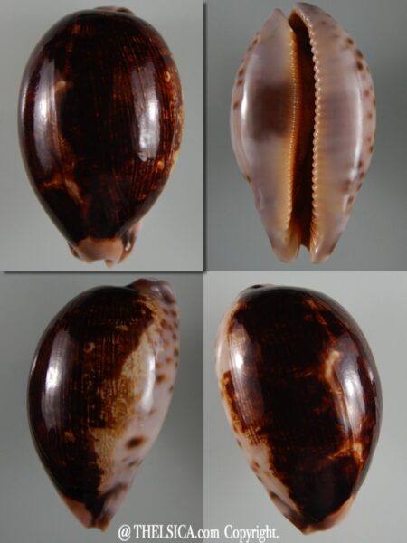 Leporicypraea mappa viridis montrouzieri N&R 77,84 mm Gem-0