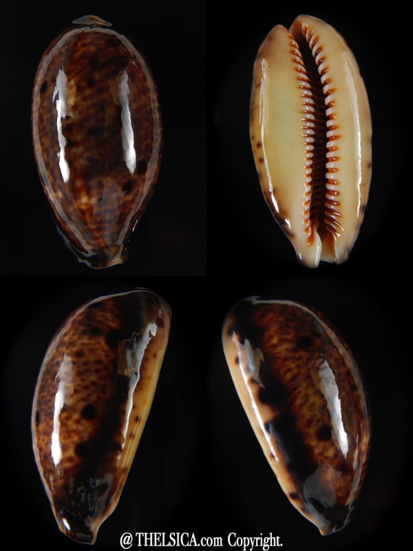 Lyncina lynx vanelli ... SP pattern>>> 44,86 mm Gem-0