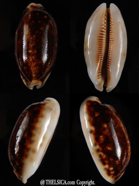 Mauritia scurra N&R 44,16 mm Gem (-)-0