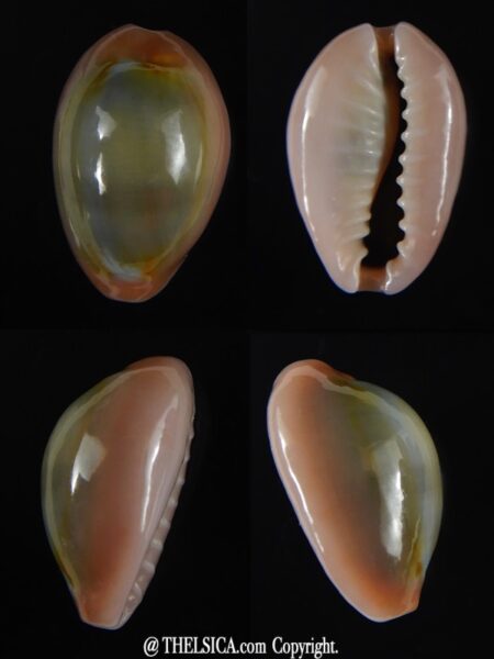 Monetaria annulus circumpicta 16,25 mm Gem-0