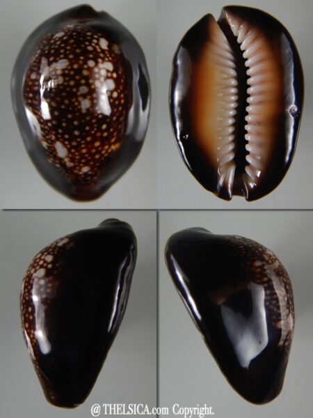 Monetaria caputserpentis ..Giant... 43,16 mm Gem (-)-0
