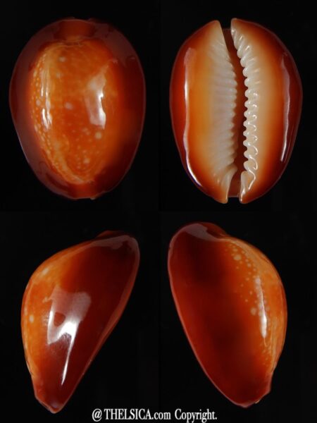 Monetaria caputserpentis ..SP red ... 28,32 mm Gem -0