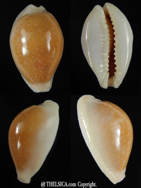 Naria miliaris miliaris ..Orange glazed ... 29,65 mm Gem-0