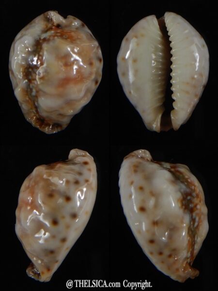 Naris ocellata ...SP... 20,86 mm Gem-0