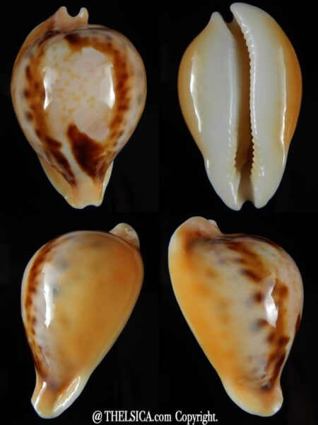 Nesiocypraea teramachii neocaledonica 54,98 mm Gem-0