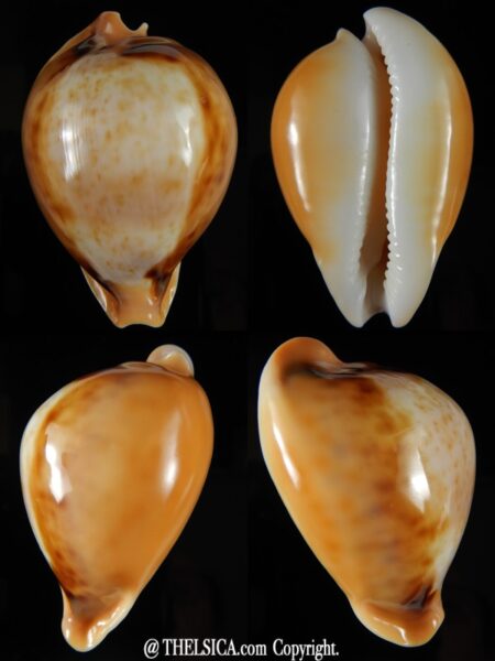 Nesiocypraea teramachii neocaledonica 56,85 mm Gem-0