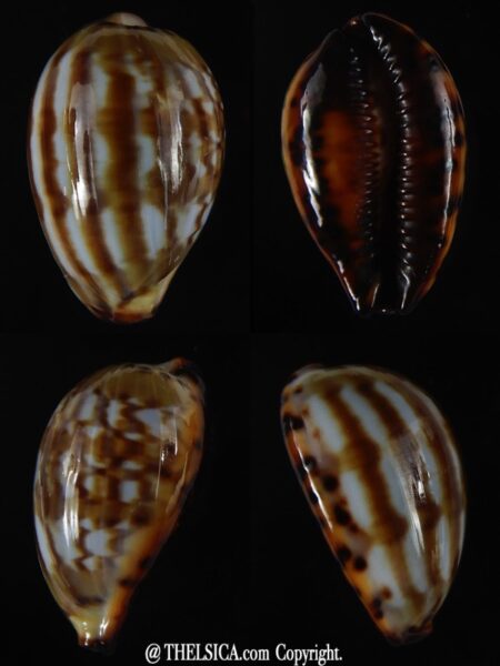 Palmadusta ziczac ...SP pattern.. 22,50 mm Gem ( big size) -0