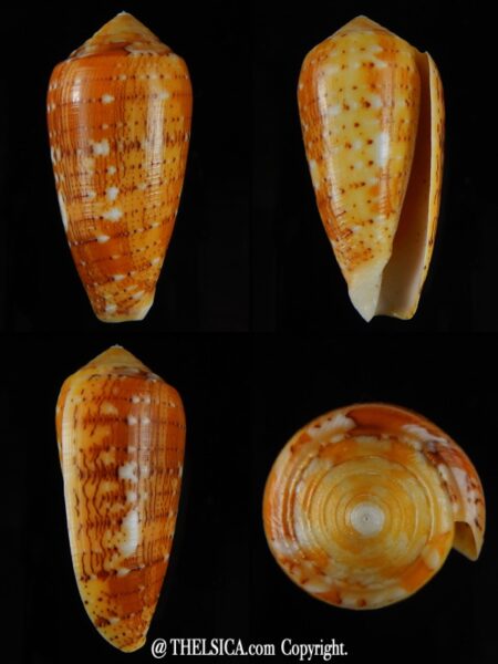 Pionoconus floccatus magdalenae 55,40 mm Gem-0