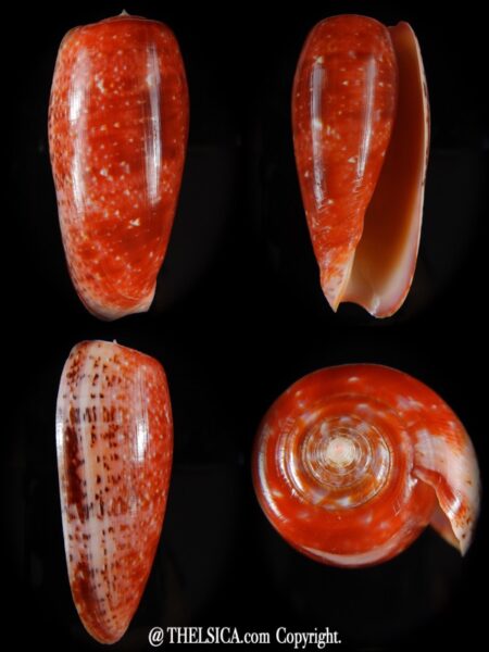 Textillia bullatus bullatus ... GIANT ... 76,99 mm Gem-0