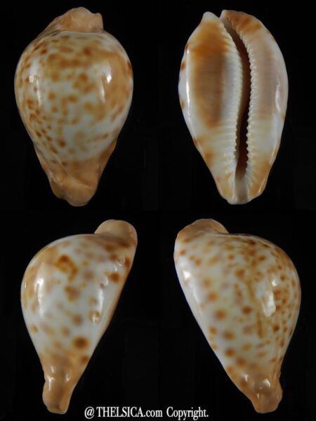 Umbilia capricornica 66.71 mm Gem-0