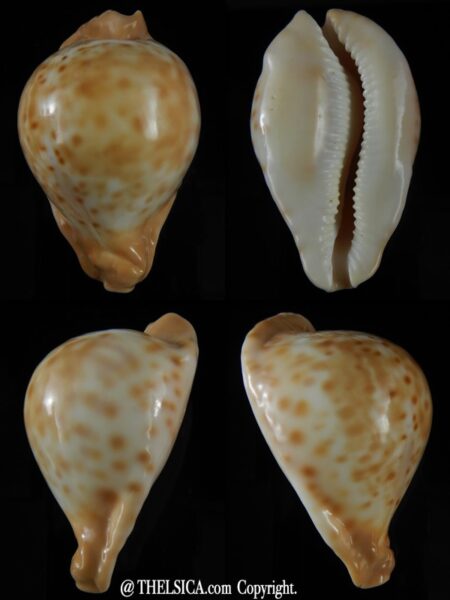 Umbilia capricornica 67.96 mm Gem (-)-0