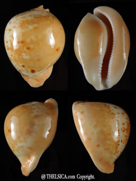 Umbilis armeniaca ... Ball shape .... 75,16 mm Gem-0