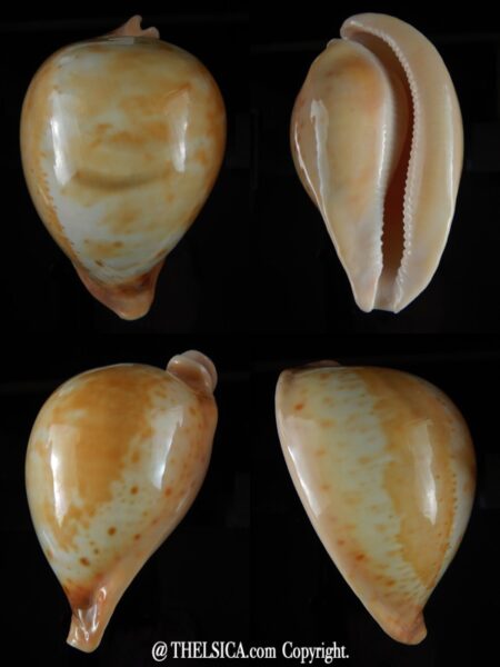 Umbilis armeniaca ... Giant .... 116,35 mm Gem-0