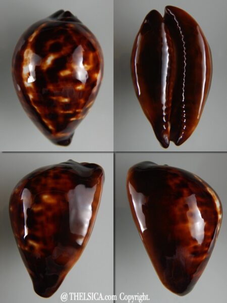 Zoila decipiens decipiens .... 55 mm Gem-0