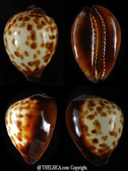 Zoila decipiens decipiens .. SP pattern...51,72 mm Gem-0