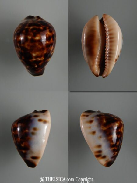 Zoila eludens delicatura 44,9 mm Gem-0