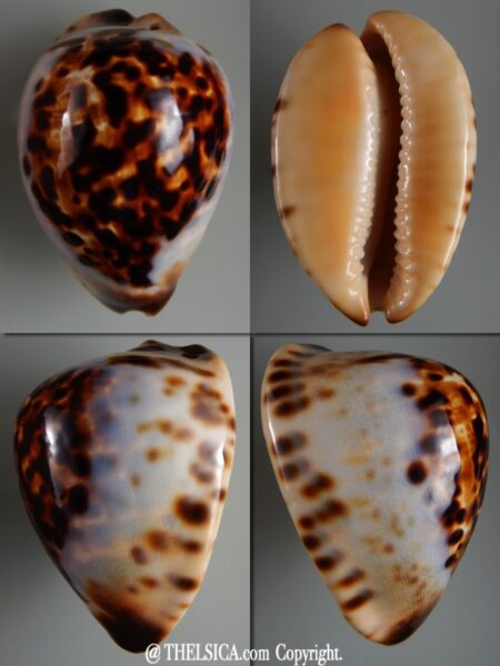 Zoila eludens eludens 64,69 mm Gem-0