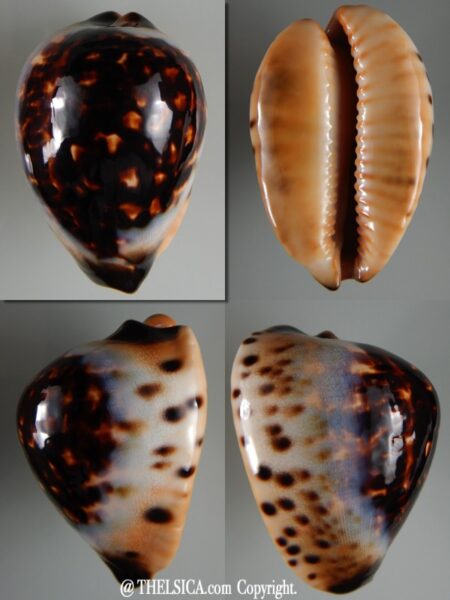Zoila eludens eludens 64,6 mm Gem-0