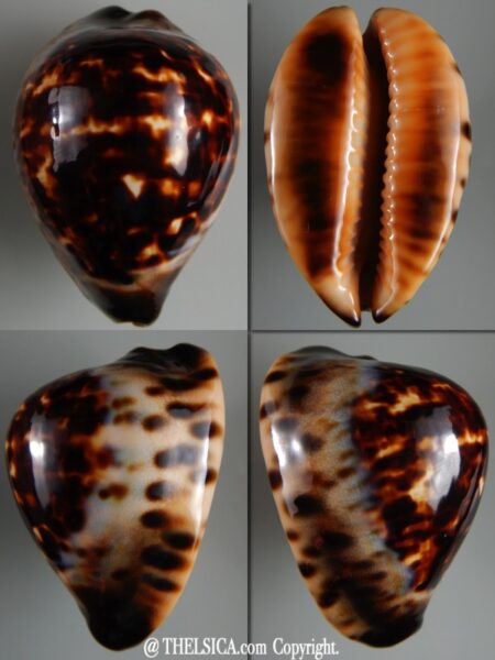 Zoila eludens eludens 66,68 mm Gem-0