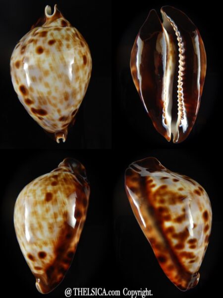 Zoila friendii friendii 60,66 mm F+++/Gem -0