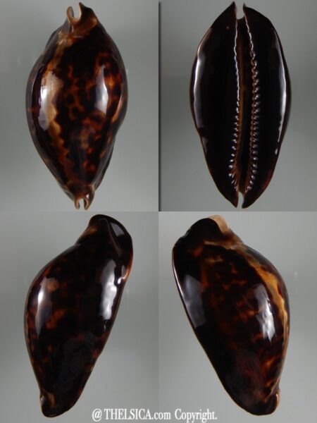 Zoila friendii thalamega marina 74,9 mm Gem-0