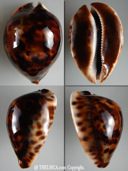 Zoila friendii vercoi 73,40 mm Gem-0