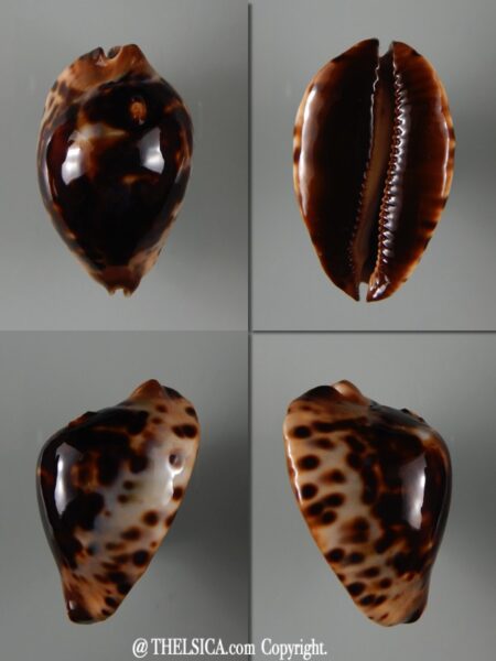 Zoila jeaniana jeaniana ...DWARF .... 59,6 mm F+++-0