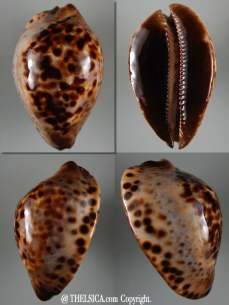 Zoila jeaniana sherylae 69,26 mm Gem-0