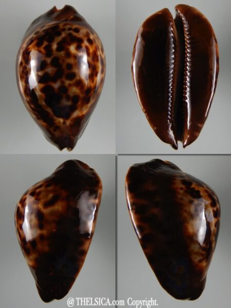 Zoila jeaniana sherylae ... Dark ... 70.04 mm Gem -0