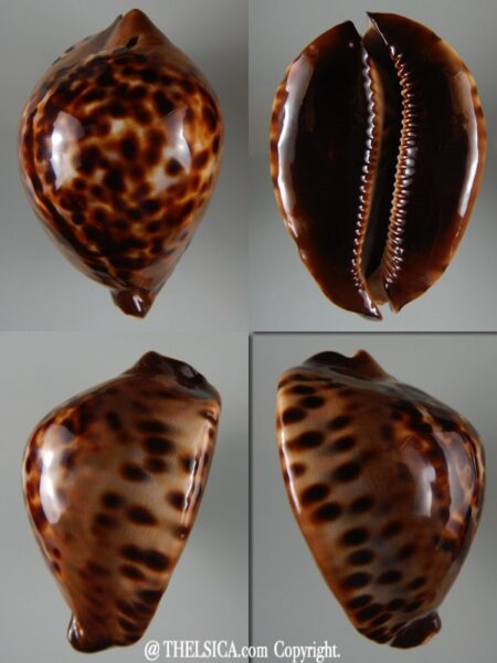 Zoila jeaniana sherylae ... Dark ... 73,13 mm Gem-0