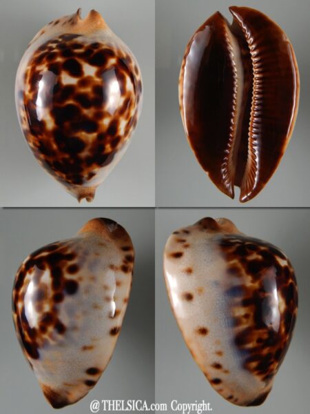 Zoila jeaniana jeaniana 74,40 mm Gem -0