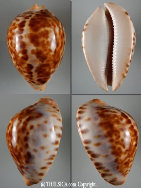 Zoila INTERMEDIAT jeaniana jeaniana / jeaniana aurata 82,63 mm Gem-0