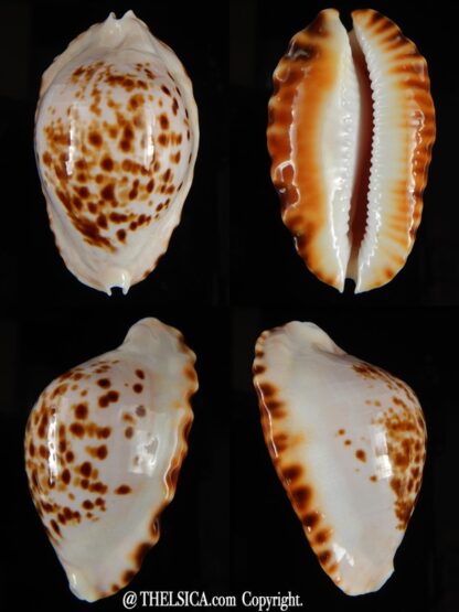 Zoila ketyana bataviensis 46,32 mm Gem-0