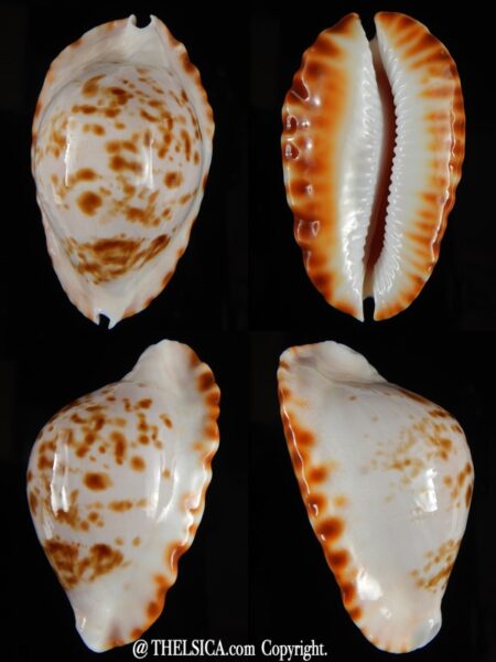 Zoila ketyana bataviensis 47,41 mm Gem-0