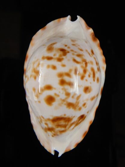 Zoila ketyana bataviensis 47,41 mm Gem-51676