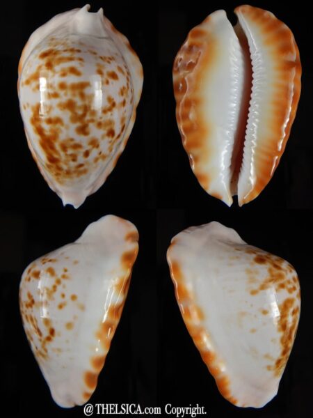 Zoila ketyana bataviensis 50,50 mm Gem-0