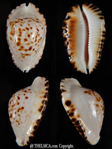 Zoila ketyana bataviensis 52,54 mm Gem-0