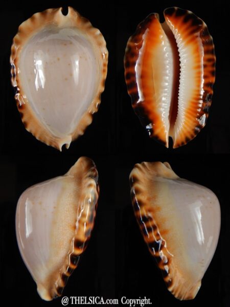 Zoila ketyana hypermarginata 52,68 mm Gem-0