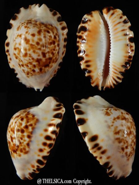 Zoila ketyana superba 49,17 mm Gem (-)-0