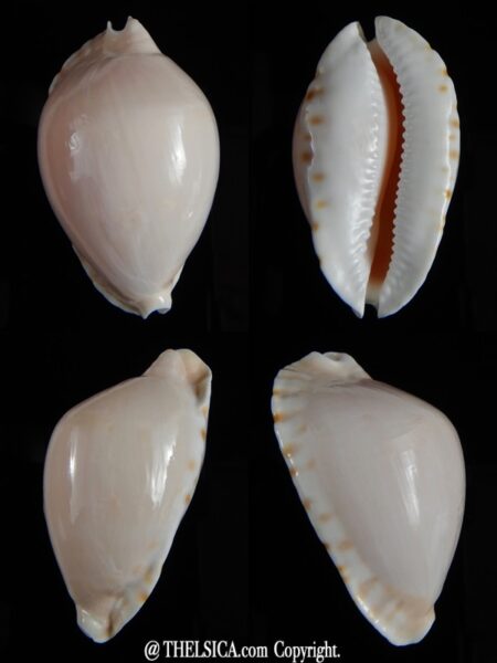 Zoila marginata " Deep water form " 50,75 mm F+++/Gem -0