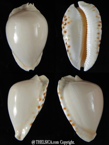 Zoila marginata albayensis 59,18 mm Gem-0