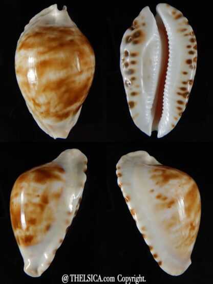 Zoila marginata albayensis nimbosa 62,24 mm Gem-0
