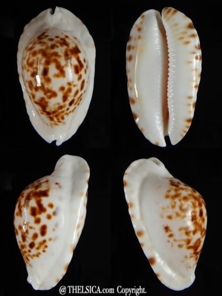 Zoila marginata bataviensis .. BIG SIZE ... 53,62 mm Gem-0